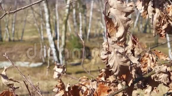 干燥的橡树叶在风中视频的预览图