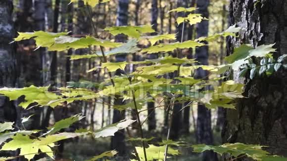 秋林中的幼枫树视频的预览图