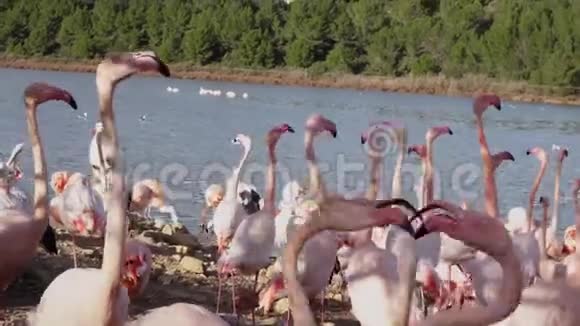 一群粉红色的火烈鸟在水边的岸边视频的预览图