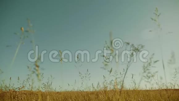 沙泉草原自然慢动作视频景观沙上蓝天背景自然草的概念视频的预览图