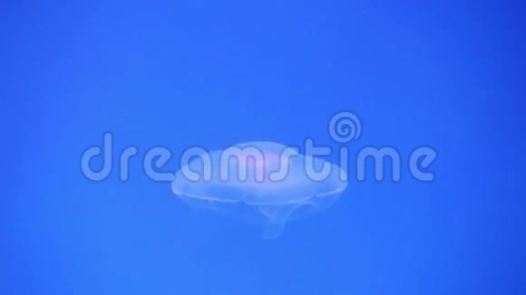 水母在水下视频的预览图