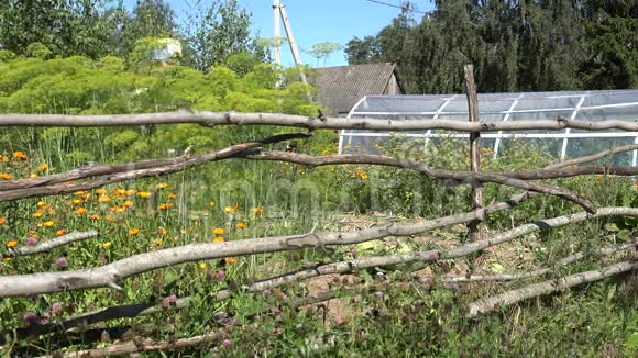 女农夏天在自己的生态花园里采摘新鲜的迪尔4K视频的预览图