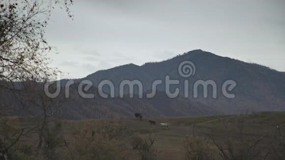 在山区的一座小山后面马长得很远视频的预览图