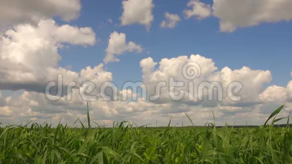 美丽的风景绿草和蓝天在美丽的一天视频的预览图