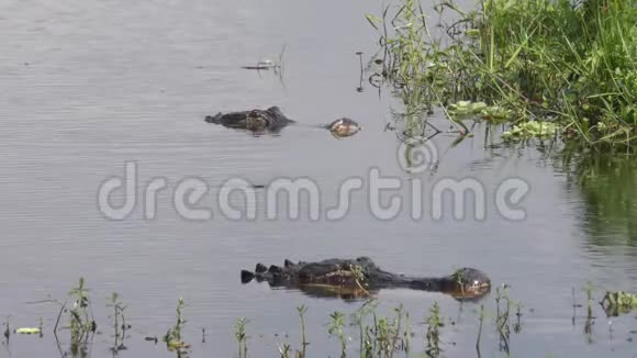 在湖里打架后的大型鳄鱼视频的预览图