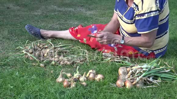 坐在草地上的高级园丁女士准备收获的洋葱头特写镜头4K视频的预览图