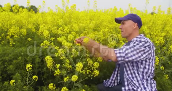 农夫在田里检查油菜花的气味视频的预览图