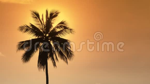 日落时的棕榈树太阳隐藏在黄色夜空中一棵孤独的棕榈树后面视频的预览图