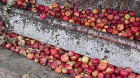花园苹果的加工视频的预览图