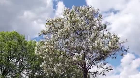 在蓝天的背景下一棵盛开的苹果树视频的预览图