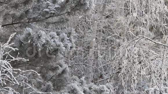 西伯利亚美丽的冬林视频的预览图