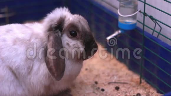 漂亮的兔子在笼子里视频的预览图