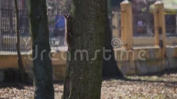 松鼠正在爬树茎视频的预览图