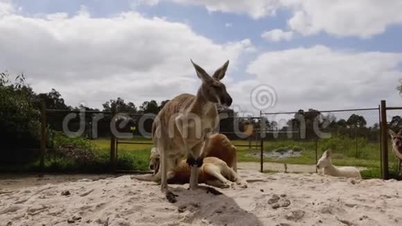 阳光明媚的一天澳大利亚普通袋鼠视频的预览图