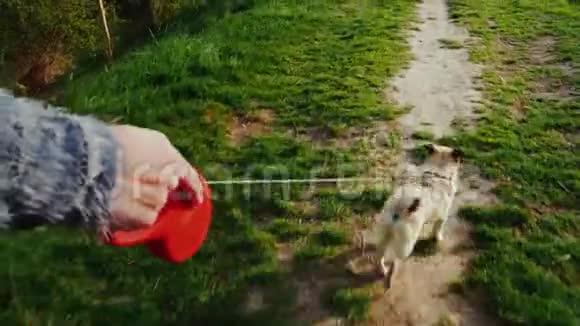一个女人挖出一只狗一只最喜欢的狗狗在森林或公园里沿着小路走用皮带跑Stadicam视频的预览图