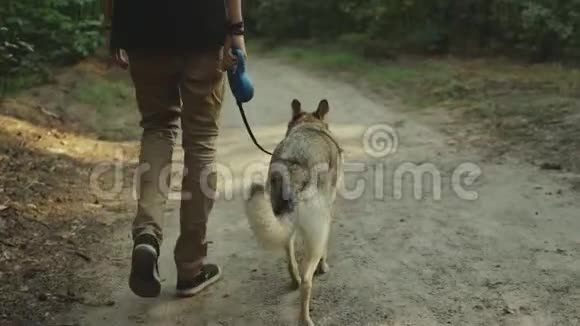 带着狗在美丽的森林里散步的人在农村森林中沿着乡间小路走的年轻人和混血狗视频的预览图