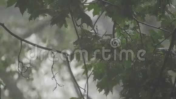 外面有暴雨树枝在雨中缓慢地随风摇摆视频的预览图