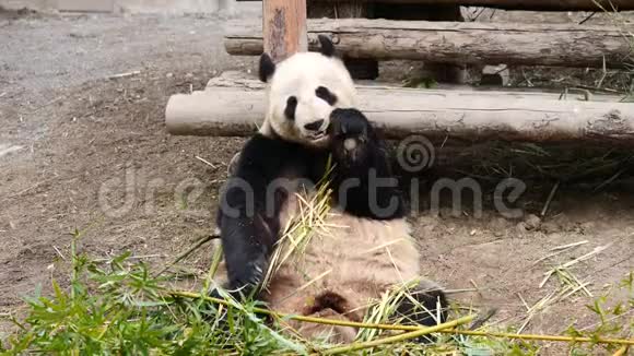 可爱快乐的大熊猫坐在竹枝间吃竹子4K视频慢动作视频的预览图