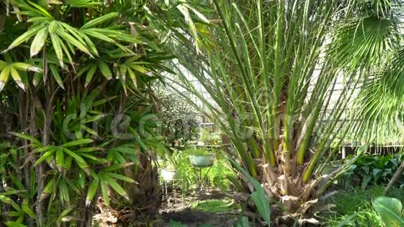 灌木丛中的棕榈树和植物园中的草视频的预览图
