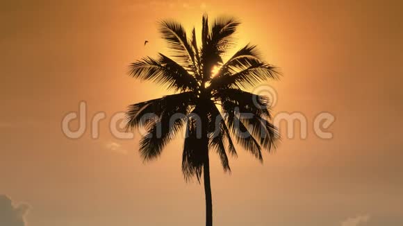 日落时的棕榈树太阳隐藏在黄色夜空中一棵孤独的棕榈树后面视频的预览图