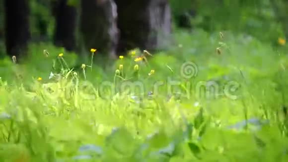 风吹拂在高高的绿色草地和草地上的鲜花视频的预览图