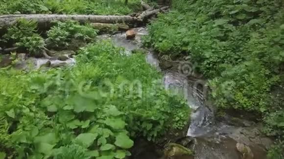 在森林瀑布中带着水向下移动视频的预览图