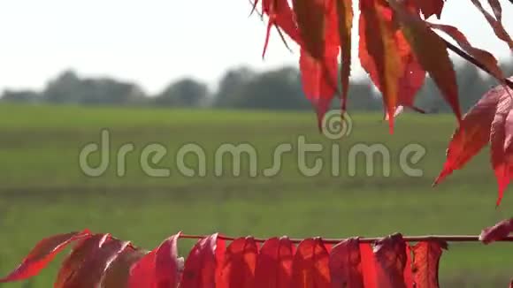 秋色落叶和农家田与冬作物改变焦点4K视频的预览图