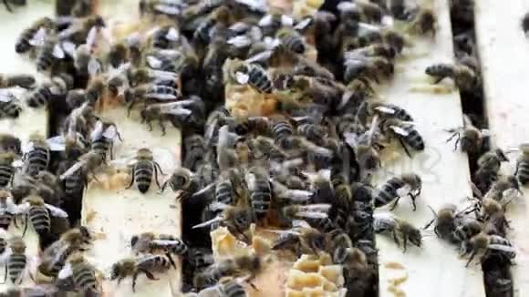 关闭开放蜂巢的视图显示蜜蜂填充的框架视频的预览图