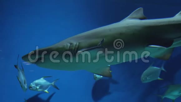 沙虎鲨马卡里亚斯金牛队录像视频的预览图