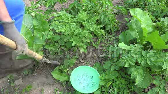 农民在农场种植园收获新鲜土豆到塑料盘4K视频的预览图
