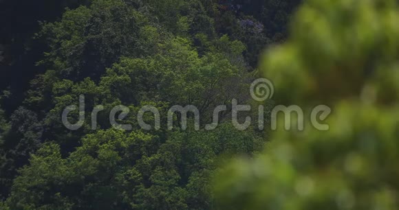 伊巴拉基大桥的鲤鱼流光白天阳光明媚视频的预览图