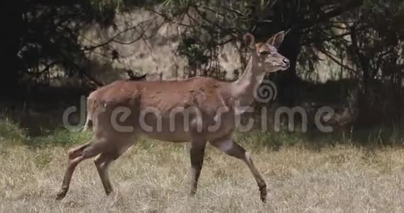 埃塞俄比亚尼亚拉山非洲野生动物视频的预览图