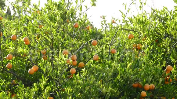 挂在农业种植园橙树枝上的橘子果实视频的预览图