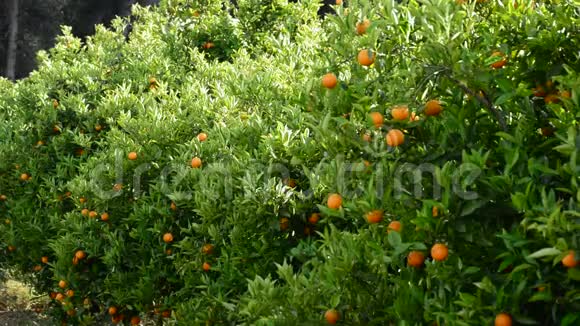 一种农业种植园橙树枝上的橘子果实视频的预览图