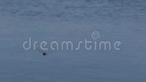 燕子飞上苏格兰斯比河旁的一条树枝视频的预览图