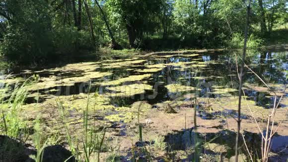 在森林中央的泥炭沼泽黑水长满浮萍视频的预览图