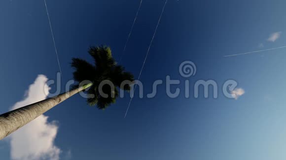 一棵棕榈树顶着天空从飞机上追踪视频的预览图