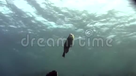 红海蓝水中绿驼尾鹦鹉螺视频的预览图