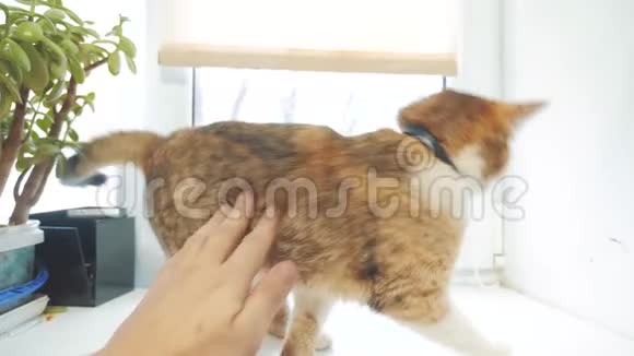 人手抚摸三色猫生活方式慢动作视频三色猫宠物概念视频的预览图