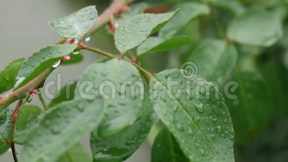 下雨了森林雨中的绿色树叶夏雨潮湿的叶子湿草阴的潮湿的天气倾盆大雨视频的预览图