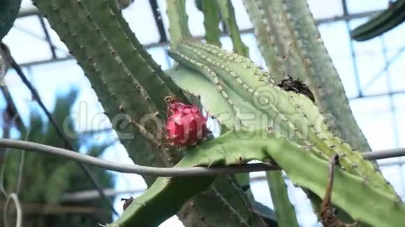 植物园里盛开的巨大仙人掌视频的预览图