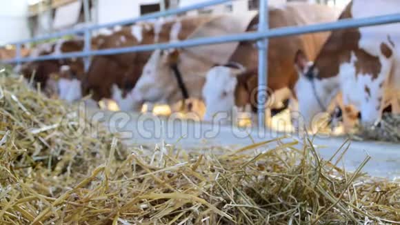在谷仓里吃东西的干草和奶牛会改变焦距视频的预览图