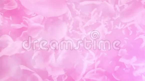 粉红玫瑰花瓣流动的背景视频的预览图