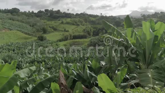 西印度群岛农村地区的香蕉田视频的预览图