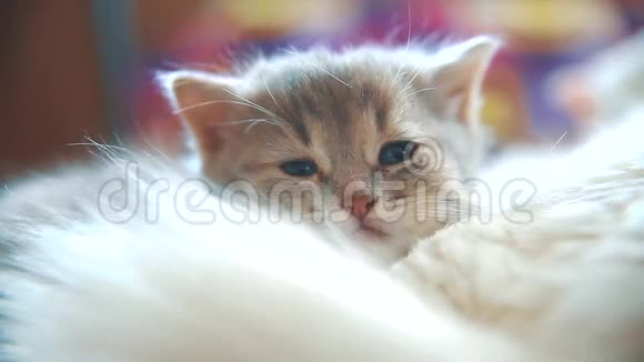 小有趣的白色可爱的小猫睡觉是坐在床上的格子毛毯阳光明媚的早晨猫和小猫视频的预览图
