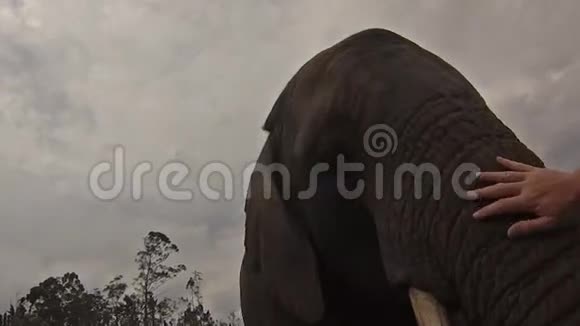 喂非洲大象视频的预览图