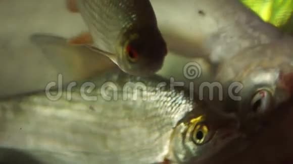 碗中的鱼15第3版视频的预览图