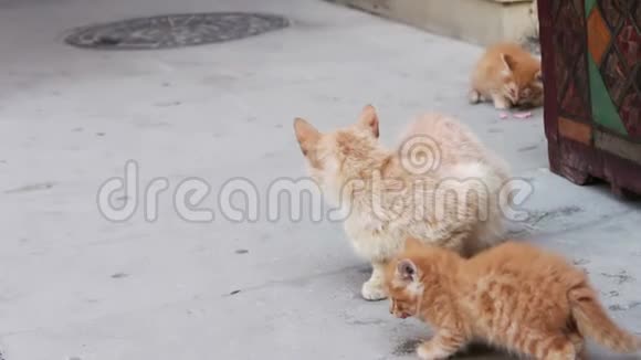 无家可归的红猫在街上吃一根香肠视频的预览图