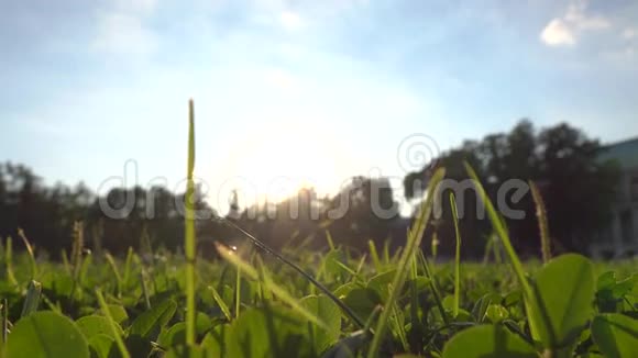 面目模糊的赤脚女孩穿过草坪手里拿着高跟鞋4K夹子低角度温暖视频的预览图