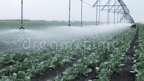 白菜田间灌溉视频的预览图